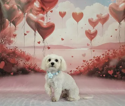 PomPom Fryzjer Zwierzęcy